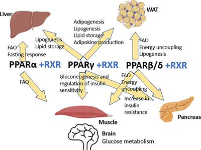 Addressing chemically-induced obesogenic metabolic disruption: selection of chemicals for in vitro human PPARα, PPARγ transactivation, and adipogenesis test methods